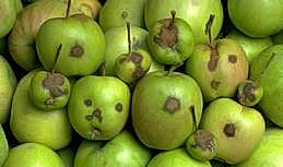 Scabby spots on apples