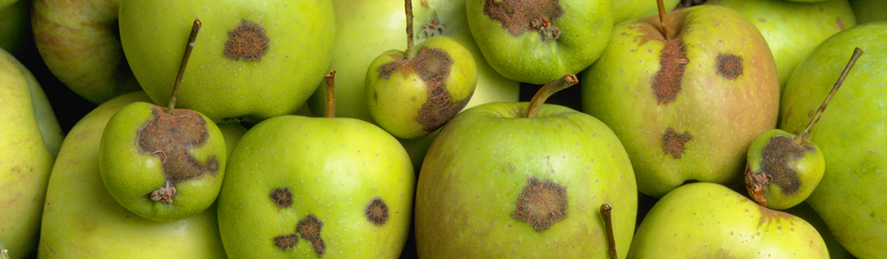 Dry, rough, distortions on fruit skin caused by apple scab fungus, Venturia inaequalis.