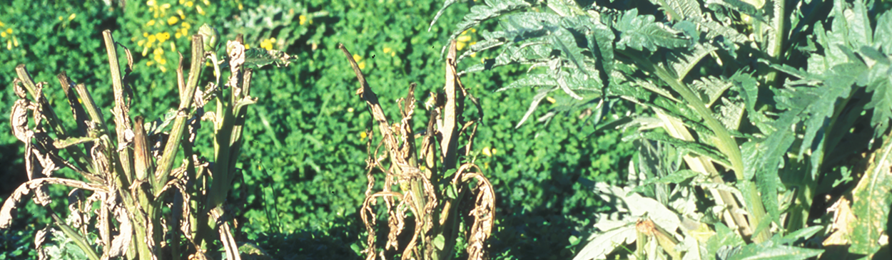 Dieback of artichoke caused by Verticillium dahliae.