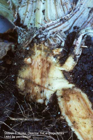 Vascular discoloration of an artichoke plant caused by Verticillium wilt, <i>Verticillium dahliae</i>.