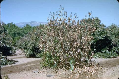 Wilting caused by Verticillium albo-atrum.