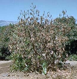 Avocado tree affected by Verticillium wilt