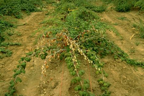 Black raspberry plants wilting from Verticillium wilt.