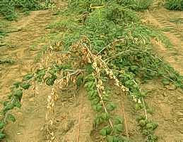 Verticillium wilt on black raspberries