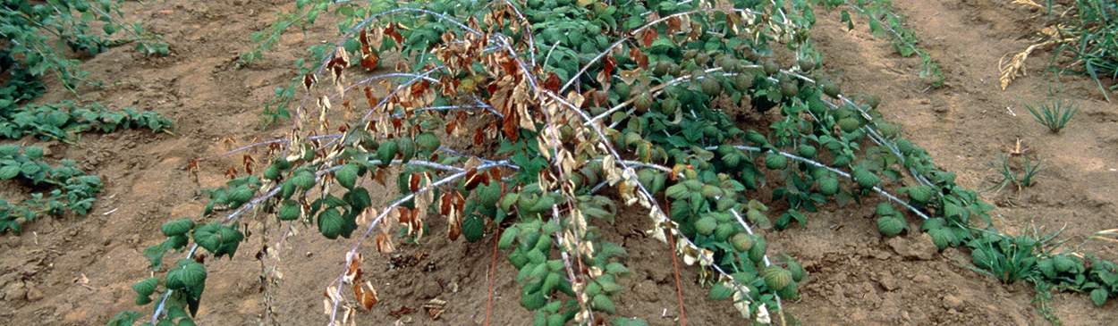 Black raspberry plants wilting from Verticillium wilt.