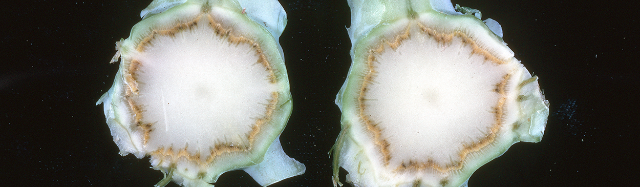 Brown and blackish discoloration in vascular tissue (xylem) of cauliflower main stems with Verticillium wilt, Verticillium dahliae.