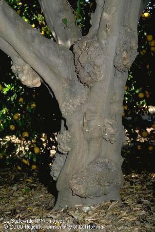 Trunk damaged by vein enation, woody gall.