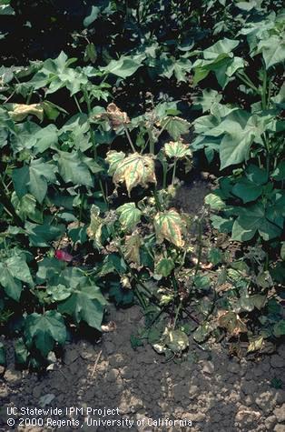 Foliage damaged by Verticillium wilt.