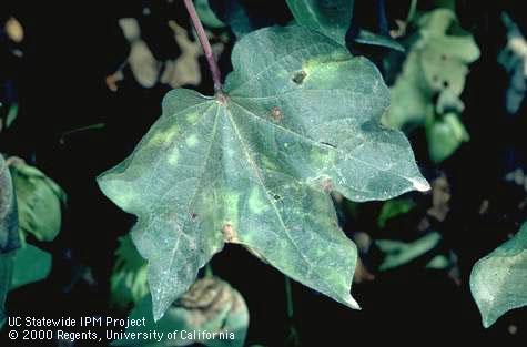 Foliage damaged by Verticillium wilt.