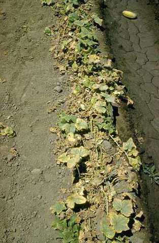 Wilting and discoloration of cucumber caused by Verticillium wilt.