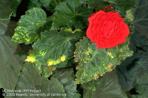 Begonia leaves with virus-induced chlorotic mottling and necrosis.