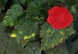 Clorotic mottling and necrosis on Begonia