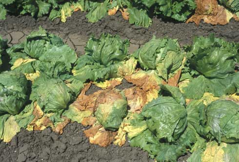 The outer whorl of leaves on lettuce plants infected with Verticillium wilt, <i>Verticillium dahliae,</i> turns yellow, wilts, and dies.