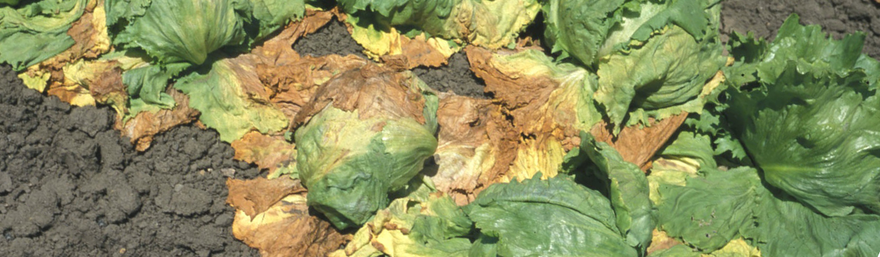 The outer whorl of leaves on lettuce plants infected with Verticillium wilt, Verticillium dahliae, turns yellow, wilts, and dies.
