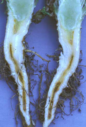 Verticillium wilt, <i>Verticillium dahliae,</i> causes black discoloration of the central root core.