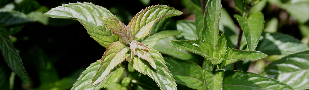 Early foliage symptoms of verticillium wilt of peppermint, caused by Verticillium dahliae.