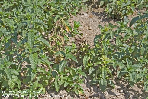 Death of multiple stems on a plant is typical of verticillium wilt on peppermint, caused by <I>Verticillium dahliae.</I>.