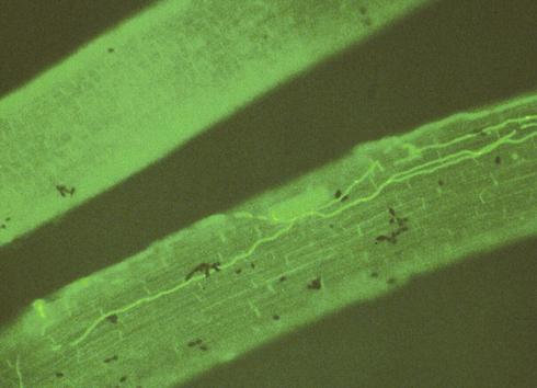 Hyphal growth of <I>Verticillium dahliae</I> in a small peppermint root, as seen with a fluorescence microscope at 20X.