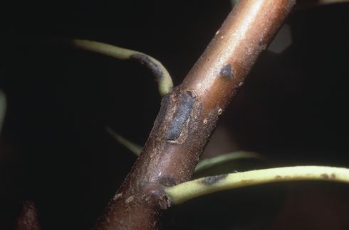 Pear scab appears as velvety, dark olive to black spots on twigs.