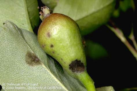 Foliage and fruit damaged by pear scab.