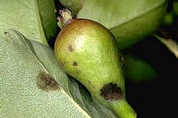 Fruit and leaf spots of pear scab