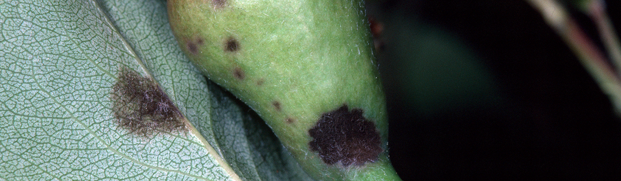 Black spots on fruit and leaf lesion from pear scab infection.