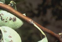 Pear scab on leaves