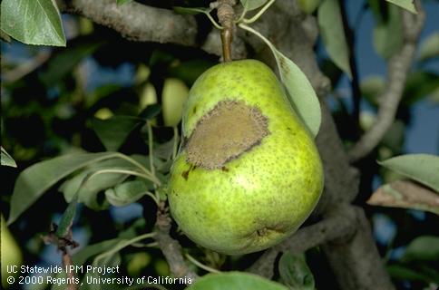 Fruit damaged by pear scab.