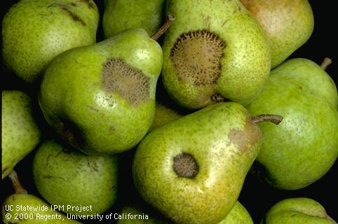 Fruit damaged by pear scab.