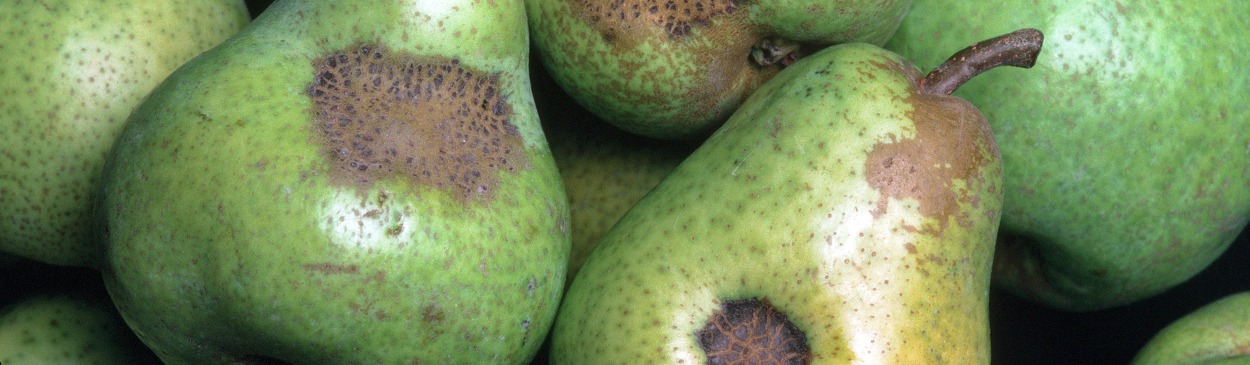 Fruit damaged by pear scab.