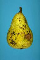 Pear scab damage