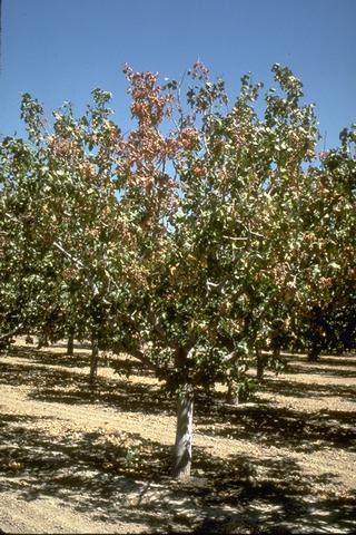 Brown, dead leaves on single scaffold affected by Verticillium wilt.