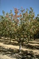 Collapse of peach shoot tips caused by Verticillium wilt.