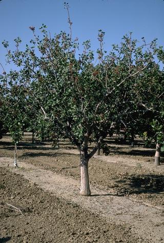 Thin leaf decline symptom of Verticillium wilt in pistachio.