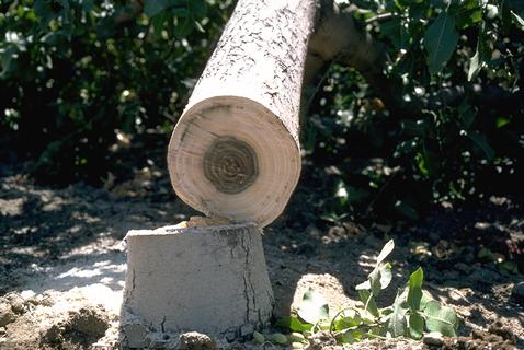 Darkening of xylem in the trunk of pistachio caused by Verticillium wilt.