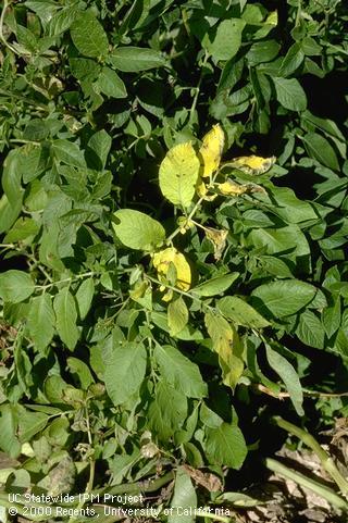 Foliage damaged by Verticillium wilt.