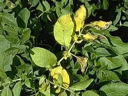 Yellow leaves of infected plant