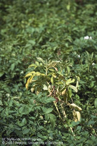 Foliage damaged by Verticillium wilt.