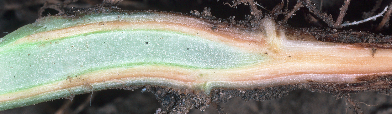 The water conducting tissue of stems infected by Verticillium turns brown.