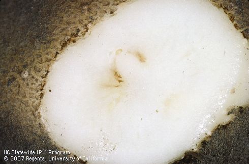 Tuber damaged by Verticillium wilt, stem end necrosis.