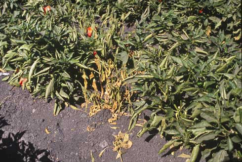 Brown and wilted leaves on red bell pepper characteristic of a <i>Verticillium dahliae</i> infection.