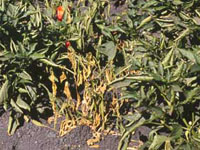 Brown and wilted leaves on red bell pepper characteristic of a Verticillium dahliae infection.