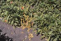 Brown and wilted leaves on red bell pepper characteristic of a Verticillium dahliae infection.