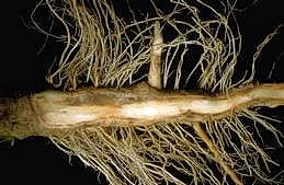 Verticillium infected pepper roots