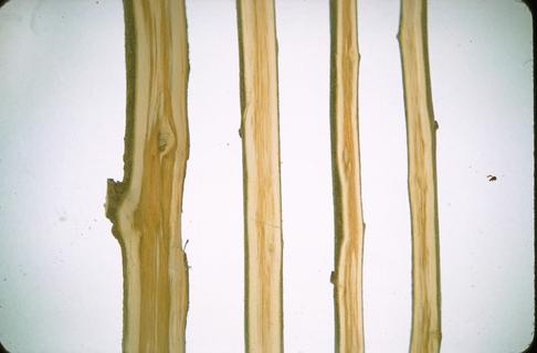 Vascular discoloration in plum branches caused by Verticillium.