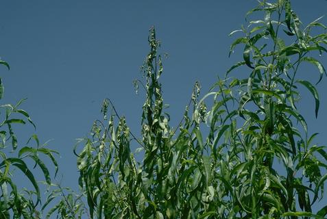 Collapse of peach shoot tips caused by verticillium wilt.