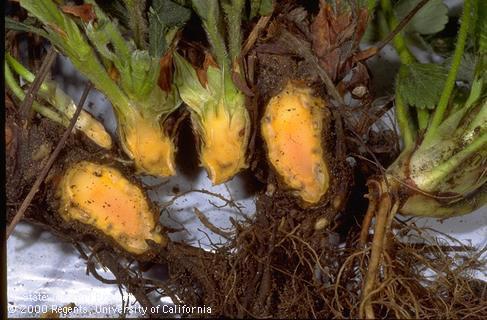 Crown damaged by Verticillium wilt.