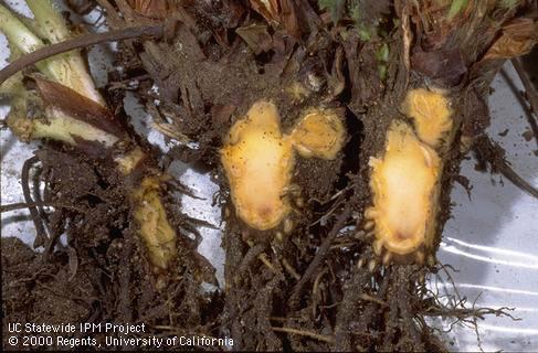 Crown damaged by Verticillium wilt.