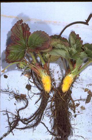 Crown damaged by Verticillium wilt.