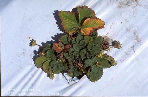 Foliage damaged by Verticillium wilt and Phytophthora.